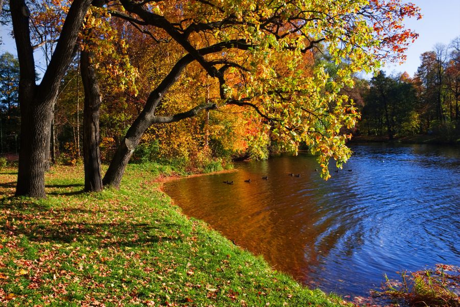 Картина на холсте Осень на берегу озера, арт hd0094701