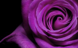 Фотообои Роза фиолетовая