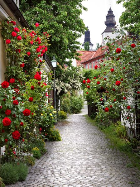 Фреска Прованская улочка с розами