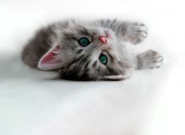 Фотообои Игривый котенок