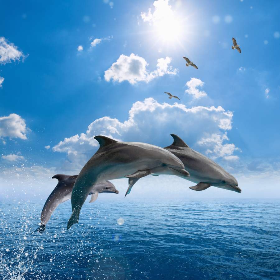 Картина на холсте Дельфины, арт hd1651201