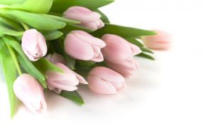 Фреска Розовые тюльпаны