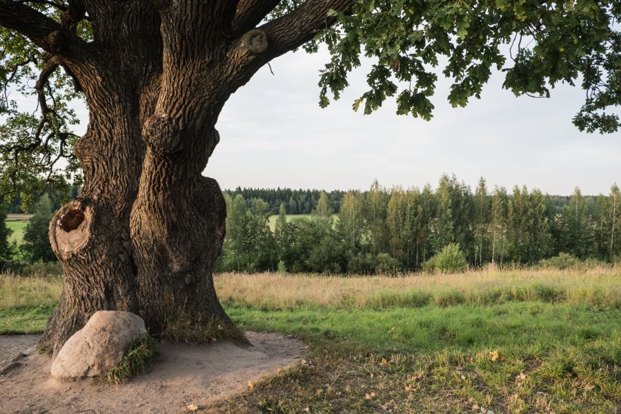 Фотообои Старый дуб