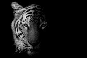 Фреска Взгляд тигра