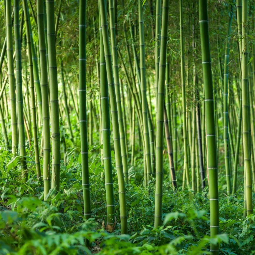 Картина на холсте бамбуковый лес, арт hd1066301
