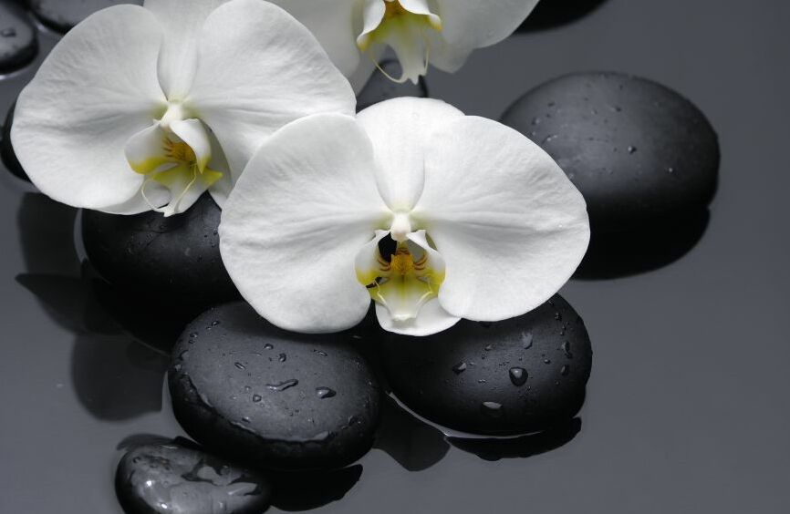Картина на холсте Белоснежные лепестки орхидеи, арт hd1564701