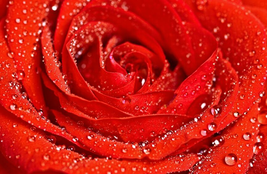 Картина на холсте красная роза, арт hd0643701