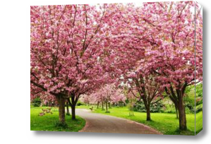Картина дорожка среди цветущей сакуры