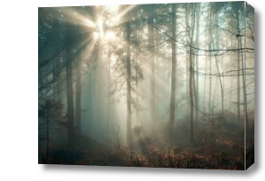 Картина Туманный лес и солнце