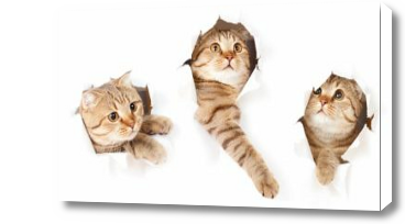 Картина Три кошки